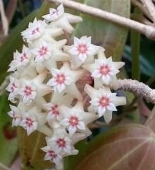 Hoya sp Sulawesi GPS 8867 -  Kokulu mum çiçeği, resimde görülen 1 adet, mini saksıda, Güçlü sürgünlü (kod:new73c) 1 ci resimdeki.