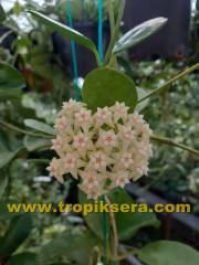 Hoya hoya pottsii -  Yoğun karanfil Kokulu mum çiçeği  10-20 cm boyda mini saksıda köklü.Güçlü sürgünlü (kod:new75c)