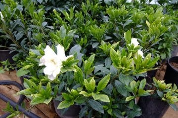 Kod:y23  Büyük tam gelişmiş formlu gardenya, Frosthproof Gardenia jasminoides (5 yaşında)