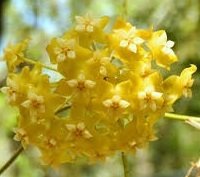 Hoya fischeriana -  Kokulu mum çiçeği  10-20 cm boyda mini saksıda köklü.Güçlü sürgünlü (kod:new77c)
