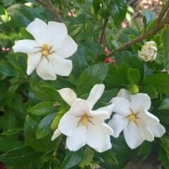 Kod:y23  Büyük tam gelişmiş formlu gardenya, Frosthproof Gardenia jasminoides (5 yaşında)