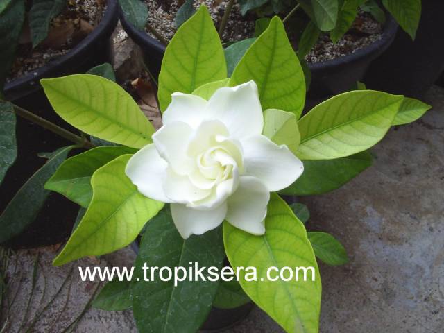 Kod:y24 Frostproof gardenya, Gardenia jasminoides (3 yaşında)