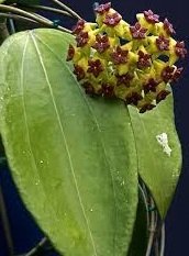 Hoya Cinnamomifolia -  Kokulu mum çiçeği 10-20 cm boyda mini saksıda köklü.Güçlü sürgünlü (kod:new79c)