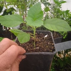 Kod:y28 Arap ful - Clerodendrum Fragrans (10-20 cm)