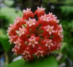 Hoya İlagiorum -  kokulu mum çiçeği 10-20 cm boyda mini saksıda köklü.Güçlü sürgünlü (kod:new84c)