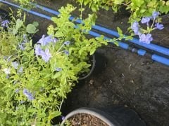 Kod:y31 Mavi yasemin, Plumbago Capensis (2 yaş, 60-100 cm boyda)