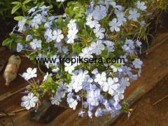 Kod:y31 Mavi yasemin, Plumbago Capensis (2 yaş, 60-100 cm boyda)