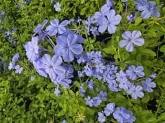 Kod:y32 Mavi yasemin, Plumbago Capensis (1 yaş, 30-50 cm boyda)