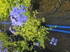Kod:y32 Mavi yasemin, Plumbago Capensis (1 yaş, 30-50 cm boyda)