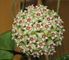 Hoya wibergiae -  kokulu mum çiçeği 10-20 cm boyda mini saksıda köklü.Güçlü sürgünlü (kod:new86c)