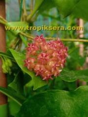 Hoya mindorensis pinkish orange -  yoğun yasemin kokulu mum çiçeği 10-20 cm boyda mini saksıda köklü.Güçlü sürgünlü (kod:new88c)