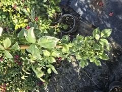 Kod:y35 Pandora yasemin, pandora Jasminoides (2 yaş, 80-120 cm boyda)