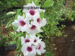 Kod:y36 Pandora yasemin, pandora Jasminoides (1 yaş, 30-50 cm boyda)