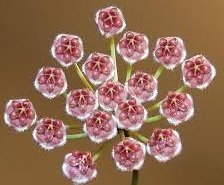 Hoya haraku -  kokulu mum çiçeği 10-20 cm boyda mini saksıda köklü.Güçlü sürgünlü (kod:new91c)