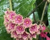Hoya flores island -  kokulu mum çiçeği 10-20 cm boyda mini saksıda köklü.Güçlü sürgünlü (kod:new92c)