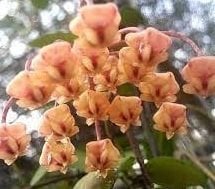 Hoya Sigillatis alas river - mum çiçeği 10-20 cm boyda mini saksıda köklü.Güçlü sürgünlü (kod:new94c)