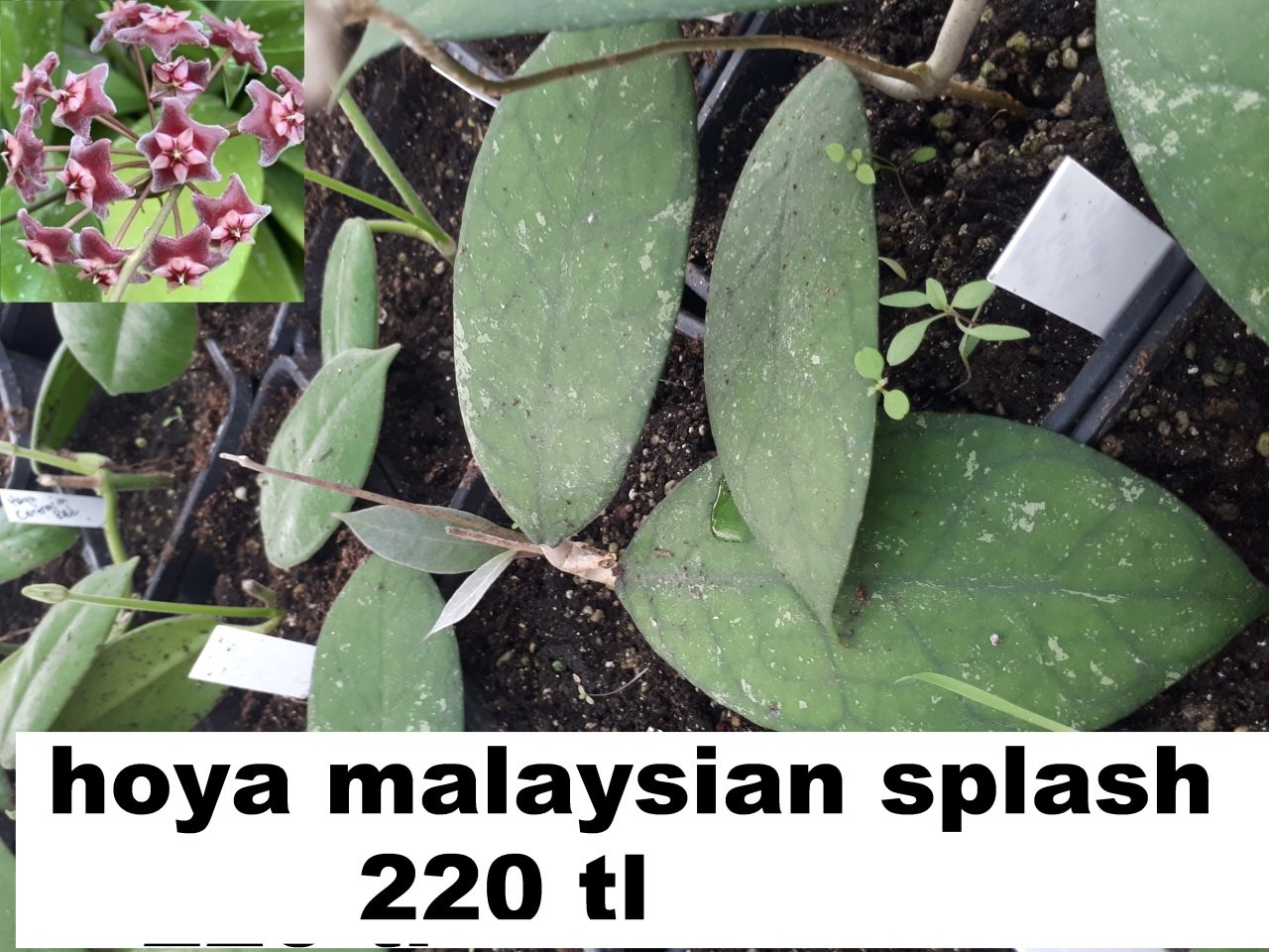 Hoya malaysian splash -  kokulu mum çiçeği 10-20 cm boyda mini saksıda köklü.Güçlü sürgünlü (kod:new95c)