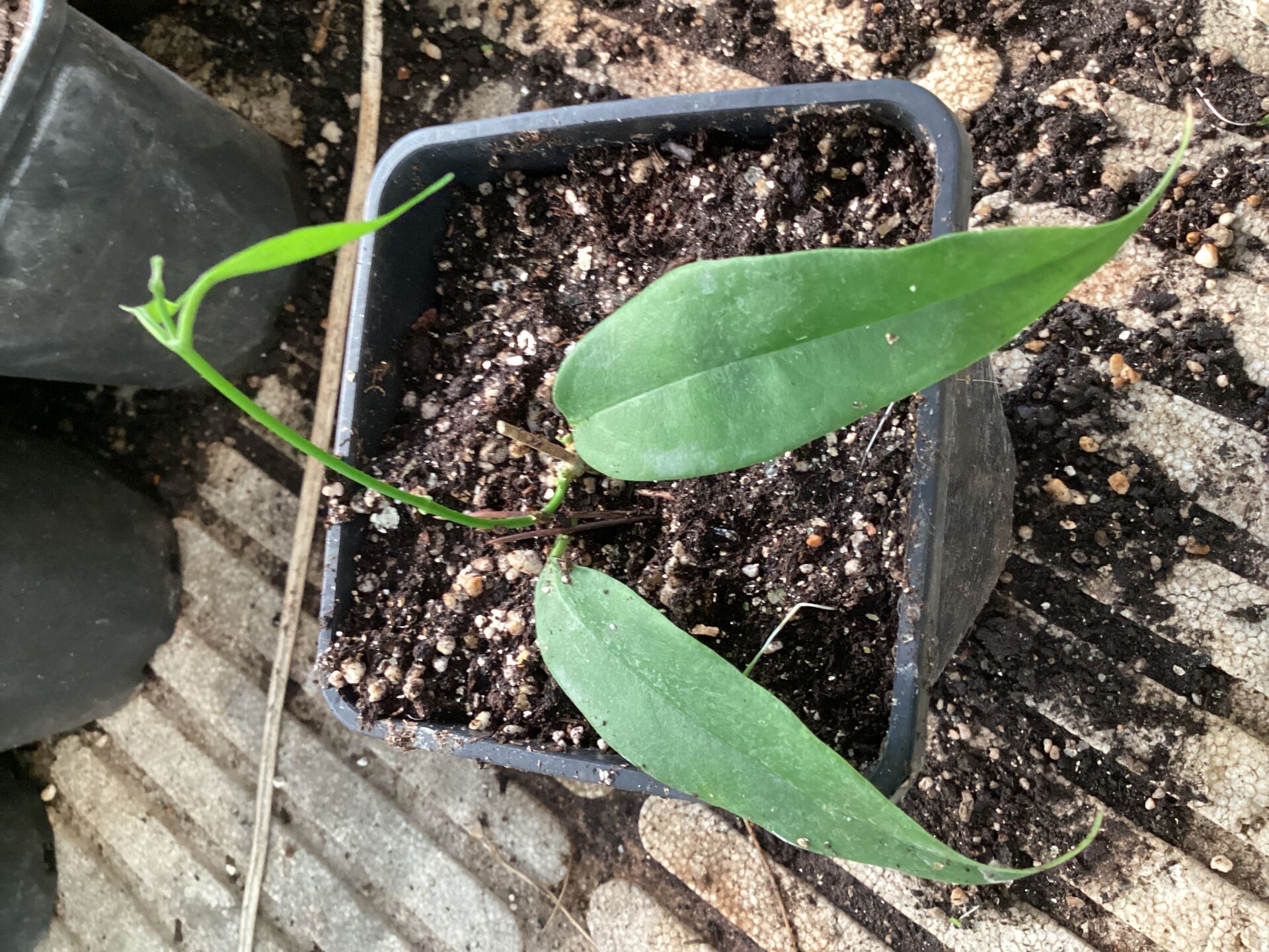 Hoya hoya buotii -  kokulu mum çiçeği 2 yaprak toprak da köklü ve sürgünlü (kod:new105a)