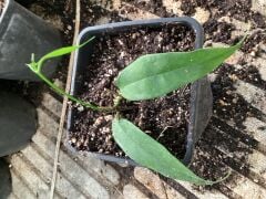 Hoya hoya buotii -  kokulu mum çiçeği 2 yaprak toprak da köklü ve sürgünlü (kod:new105a)