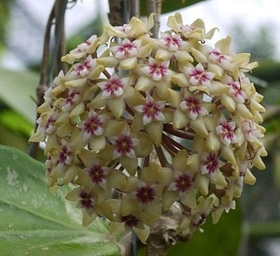 Hoya parasitica lao -  kokulu mum çiçeği 2 yaprak toprak da köklü ve sürgünlü (kod:new106a)