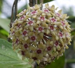 Hoya parasitica lao -  kokulu mum çiçeği 2 yaprak toprak da köklü ve sürgünlü (kod:new106a)