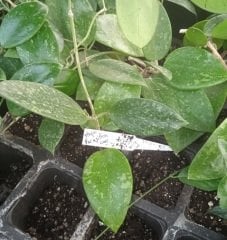 Hoya parasitica lao -  kokulu mum çiçeği 2 yaprak toprak da köklü ve sürgünlü (kod:new106a)