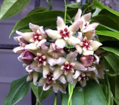 Hoya buotii -   mum çiçeği 10-20 cm boyda mini saksıda köklü.Güçlü sürgünlü (kod:new105c)