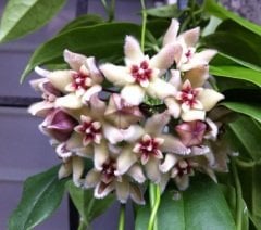 Hoya buotii -   mum çiçeği 10-20 cm boyda mini saksıda köklü.Güçlü sürgünlü (kod:new105c)