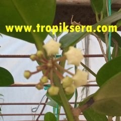 Kokulu mum çiçeği (Hoya australis) 150 - 200 cm arası boyda tomurcuklu Anaç (Kod:mum127xl)