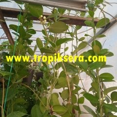 Kokulu mum çiçeği (Hoya australis) 150 - 200 cm arası boyda tomurcuklu Anaç (Kod:mum127xl)