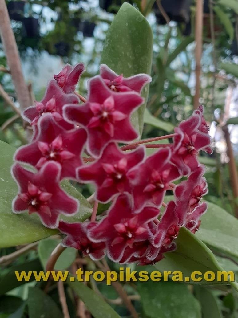 Hoya Carnosa red -  kokulu mum çiçeği 2 yaprak toprak da köklü ve sürgünlü (kod:new107a)