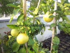 Kod:na19 Pomelo, shaddok, citrus maxima (4-5 yaş, 150cm- 200cm boy)