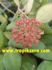 Hoya Tsangii -  kokulu mum çiçeği 2-4 yaprak toprak da köklü ve sürgünlü (kod:new108a)