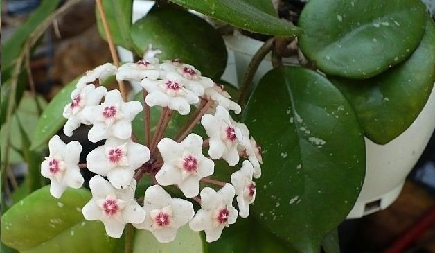 Hoya Carnosa motoskei -  kokulu mum çiçeği 10-20 cm boyda mini saksıda köklü.Güçlü sürgünlü (kod:new109c)