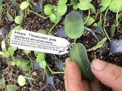 Hoya  Thomsonii pink - kokulu mum çiçeği 2 yaprak toprak da köklü ve sürgünlü (kod:new110a)