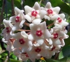 Hoya  carnosa snowball white - kokulu mum çiçeği 2 yaprak toprak da köklü ve sürgünlü (kod:new112a)