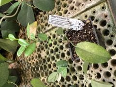 Hoya vitiensis - kokulu mum çiçeği 2 yaprak toprak da köklü ve sürgünlü (kod:new113a)