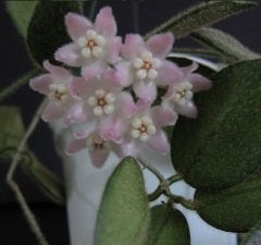 Hoya  Thomsonii pink - kokulu mum çiçeği  10-20 cm boyda mini saksıda köklü.Güçlü sürgünlü (kod:new110c)