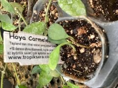 Hoya carmelae - kokulu mum çiçeği 2 yaprak toprak da köklü ve sürgünlü (kod:new114a)