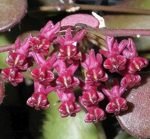 Hoya carmelae - kokulu mum çiçeği  10-20 cm boyda mini saksıda köklü.Güçlü sürgünlü (kod:new110c)