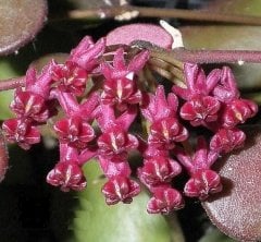 Hoya carmelae - kokulu mum çiçeği  10-20 cm boyda mini saksıda köklü.Güçlü sürgünlü (kod:new110c)