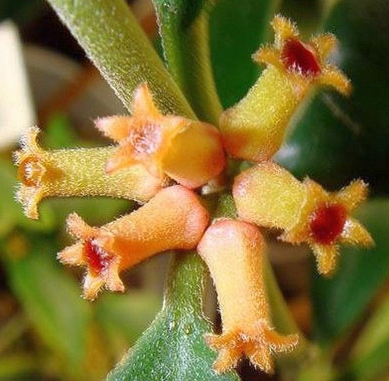 Hoya Manipurensis - kokulu mum çiçeği 2 yaprak toprak da köklü ve sürgünlü (kod:new116a)