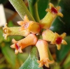 Hoya Manipurensis - kokulu mum çiçeği 2 yaprak toprak da köklü ve sürgünlü (kod:new116a)
