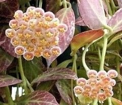 Hoya obscura pink -  kokulu mum çiçeği 2 yaprak toprak da köklü ve sürgünlü (kod:new117a)