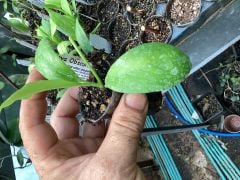 Hoya obscura pink -  kokulu mum çiçeği 2 yaprak toprak da köklü ve sürgünlü (kod:new117a)