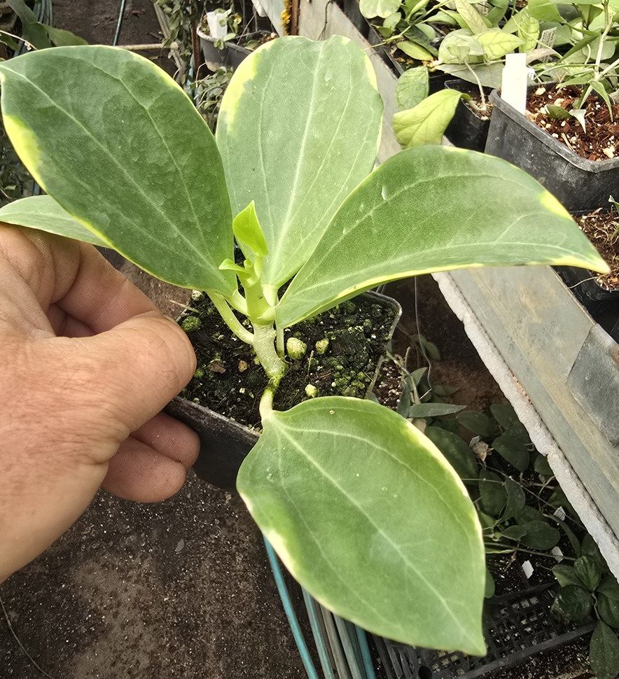 Hoya pachyclada New moon -  kokulu mum çiçeği (resimde görülen gönderilecek)