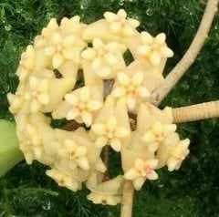 Hoya pachyclada New moon -  kokulu mum çiçeği (resimde görülen gönderilecek)