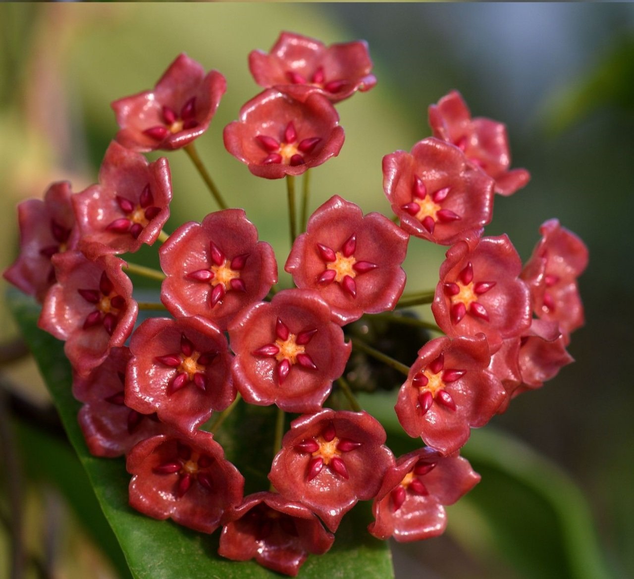 Hoya Siariae Pink -  kokulu mum çiçeği 2 yaprak toprak da köklü ve sürgünlü (kod:new120a)
