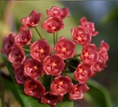 Hoya Siariae Pink -  kokulu mum çiçeği 2 yaprak toprak da köklü ve sürgünlü (kod:new120a)