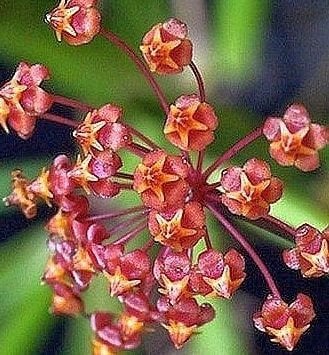 Hoya loheri -  kokulu mum çiçeği 10-20 cm boyda mini saksıda köklü.Güçlü sürgünlü (kod:new122c)